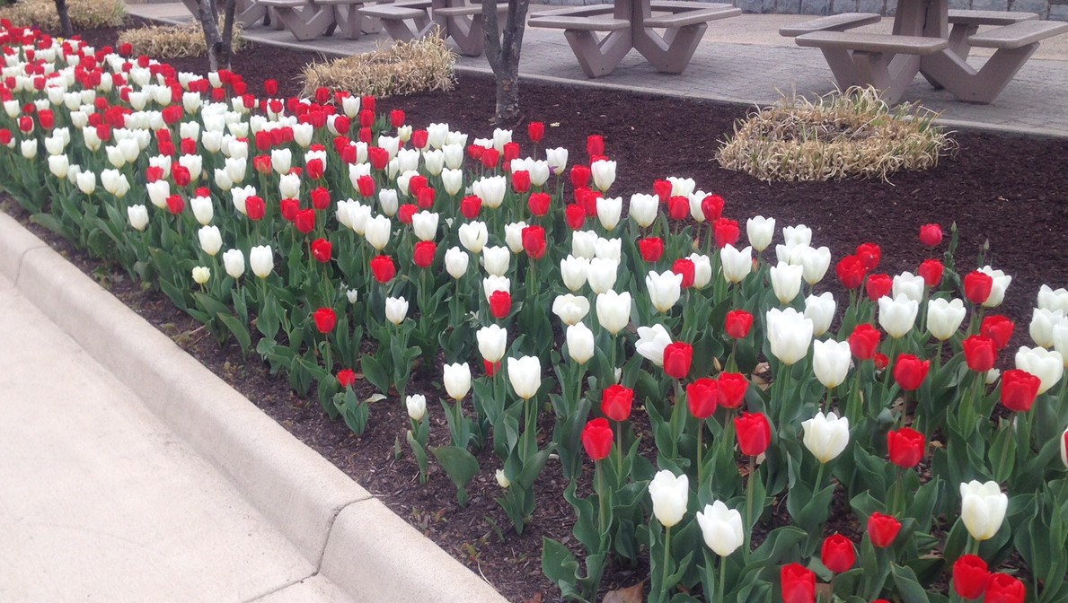 JMU tulips